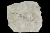 Fossil Insect Cluster- Green River Formation, Utah #108810-1